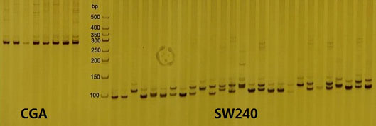 利用21對微衛星引物對淮南豬基因組dna 模板進行了pcr擴增;部分微衛星